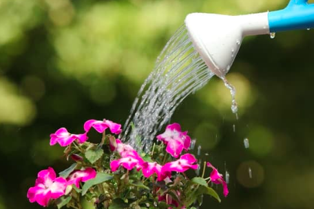 Watering plants